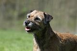 BORDER TERRIER 077